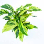 Calathea lietzei yellow