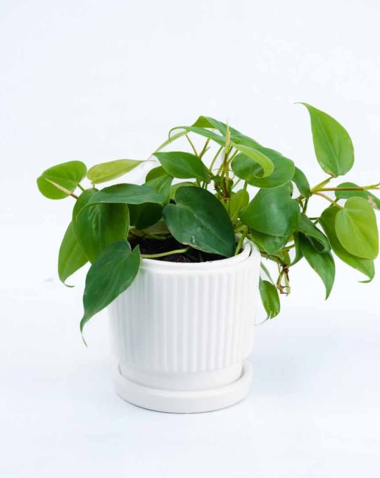 Heart leaf Philodendron