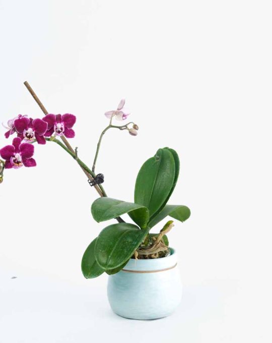 Phalaenopsis