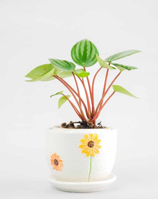 Watermelon peperomia