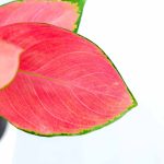 Aglaonema China Red