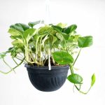Pothos Hanging