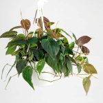 Philodendron Oxycardium Black Money Plant