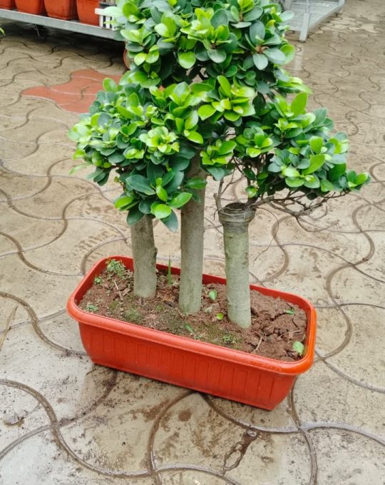 PHOTO-2025-08-18-12-19-10