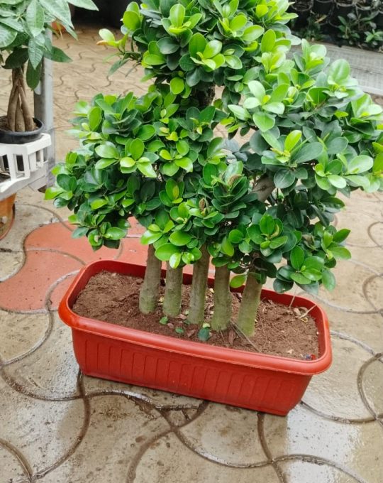 PHOTO-2025-08-18-12-20-01