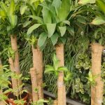 Brazilian Lucky Wood Live Plant